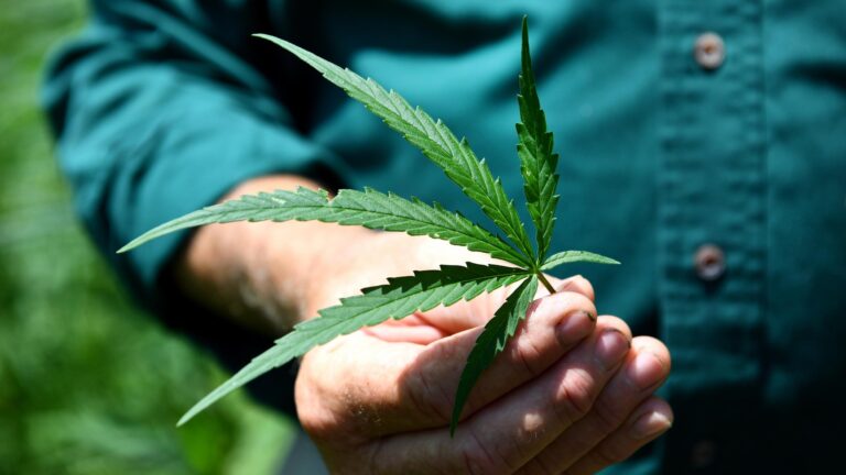Hemp has different qualities and uses and is very distinct from that marijuana